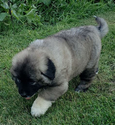 caucasian shepherd puppy for sale ontario|Caucasian Shepherds .